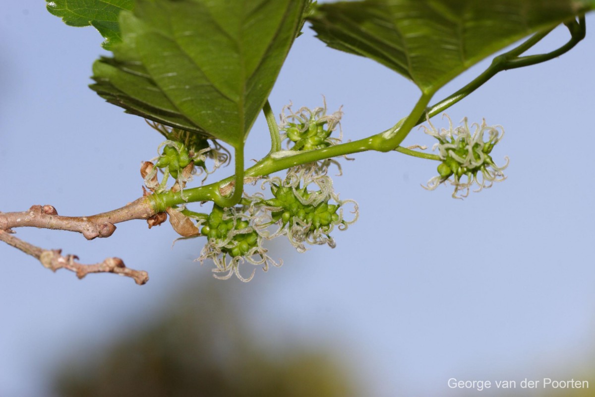 Morus alba L.